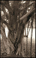 Picture Title - Banyan Tree in Sepia