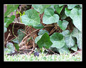 Picture Title - Ivy