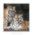 Picture Title - Amur Tigers