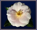Picture Title - Pink Camelia.