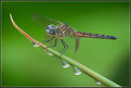 Picture Title - BLUE DASHER