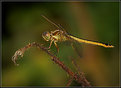 Picture Title - GOLDEN WINGED SKIMMER