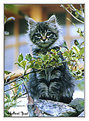 Picture Title - Cute cat.