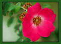 Picture Title - Wild Rose