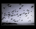 Picture Title - the birds