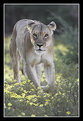 Picture Title - Lioness Coming