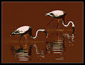 Picture Title - grafic flamingos 2