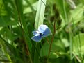 Picture Title - Greens and blues