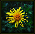 Picture Title - Yellow Daisy