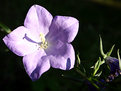 Picture Title - A shadow in a flower