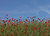 Poppy field