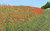 Poppy field 2