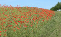 Picture Title - Poppy field 2