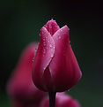 Picture Title - Pink Tulip