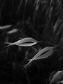 Picture Title - B&W 