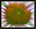 Picture Title - Prickly Beauty