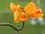 Orange Poppy
