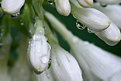 Picture Title - hosta bloom