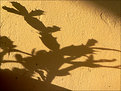Picture Title - Play of ShadowS