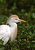 Cattle Egret