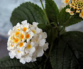 Picture Title - Lantana blossom