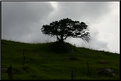 Picture Title - el arbol...