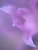 Purple Onion