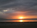 Picture Title - Seagul in sunset