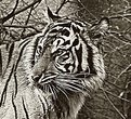 Picture Title - Tiger Without Color