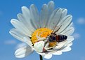 Picture Title - Misumena vatia