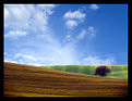 Picture Title - this is Tuscany #6