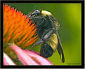 Picture Title - Fire Eating Bee