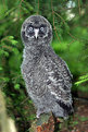 Picture Title - Strix Owl
