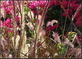 Picture Title - Floral Jungle