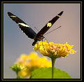 Picture Title - Large Butterfly...