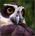 Picture Title - Tawny-browed Owl
