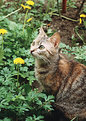 Picture Title - The Cat and The Dandelion
