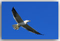 Picture Title - Seagull