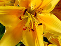 Picture Title - yellow macro