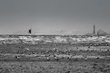 Picture Title - The Big One