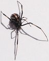 Picture Title - Black Widow