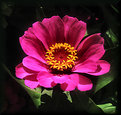 Picture Title - Pink Zinia