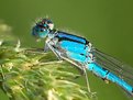 Picture Title - bluet