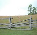 Picture Title - Broken Fence