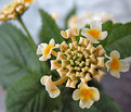 Picture Title - Lantana blossom (2)