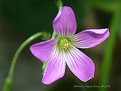 Picture Title - Wild flower (4)