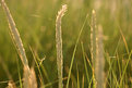 Picture Title - Sunbathing