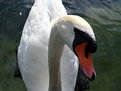 Picture Title - Swan