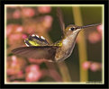 Picture Title - Hummer Art