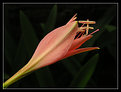 Picture Title - Peachy Lily